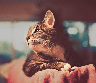 低空無(wú)人機(jī)測(cè)繪：高效、精確、廣泛應(yīng)用的新興技術(shù)